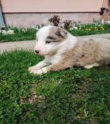 SrbijaOglasi - Štenci Border collie